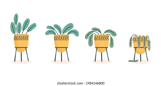 Stages of withering, a wilted flower in a vase, abandoned plant without watering and care. Cut flower dying. Vector illustration, handdrawn organic flat style