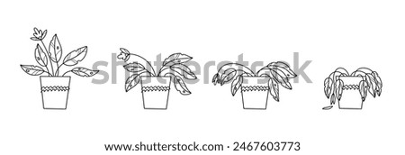 Stages of withering, a wilted plant in a pot, abandoned houseplant without watering and care
