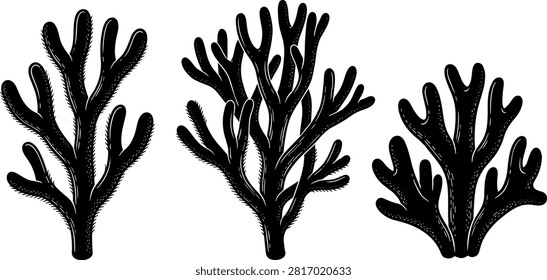 Staghorn Coral Reef and Codium Algae Branching Silhouette Vector Set for Marine Biology Science Infographics, Underwater Ecosystem Layouts, and Aquarium Graphics.eps