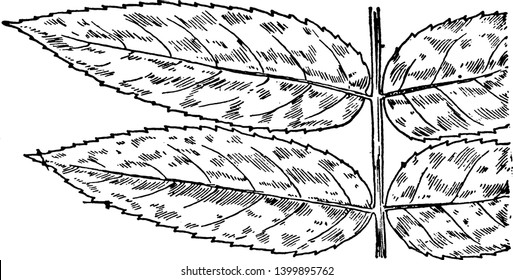 Staghorn Sumac is a small tree sometimes grows as a tall shrub. It is mostly found in eastern North America, vintage line drawing or engraving illustration.