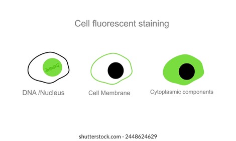 Posición de tinción de las células diana para la tinción fluorescente de células: ADN o núcleo, membrana celular y componente citoplasmático.