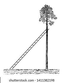 Stairs image bend on the edge of a palm tree, because the triangle appears, vintage line drawing or engraving illustration.