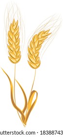 a stalk with an ear of wheat on a white background isolated. 