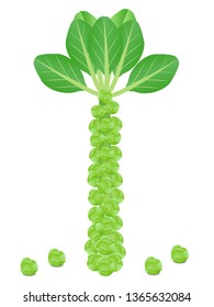 Stalk of fresh brussel sprouts isolated on a white background.