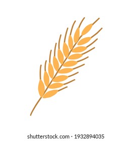 Stalk of rye ear or spikelet with seeds, grains and spikes isolated on white background. Colored flat vector illustration of ripe corny or cereal crop