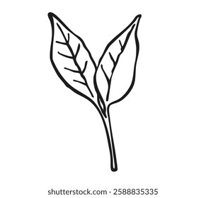 Fresh tea stalk with two leaves isolated on white background. Sketch line art herbs.