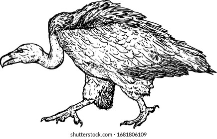 A stalking Griffon vulture bird, scientifically know as Gyps fulvus. Hand drawn vector illustration.