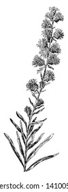 Stalkless flower heads blooming from the top and leaves are alternate. The hair is tender on the head with stiffness, vintage line drawing or engraving illustration.