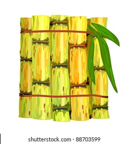 Stalks of sugar cane. Vector illustration on  white background.