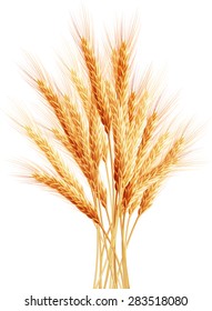 Stalks of wheat ears. EPS 10 vector file included