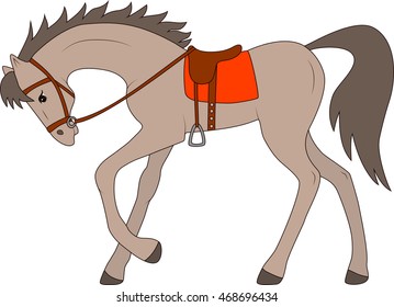 stallion in harness for riding 