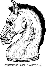 A stallion head. Hand drawn vector illustration. 