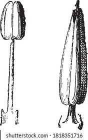 Stamen, From the Dictionary of Word and Things, 1888.