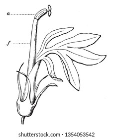 Stamens usually with a slender filament supporting the anther, Ovary are often of long style, stamen make pollen, vintage line drawing or engraving illustration.