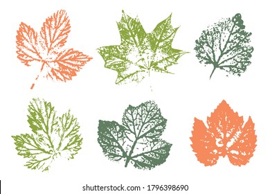 Stamp of asymmetric maple leaf, isolated on white background. Colored silhouettes of leaves. Set with stamp leaves. Vector illustration.