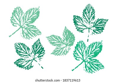 Stamp of asymmetric maple leaf, isolated on white background. Autumn foliage, vector colored illustration. Set with stamp leaves. Vector illustration.