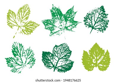 Stamp of asymmetric maple leaf, isolated on white background.  Objects isolated on white. Overlay template. Vector illustration.
