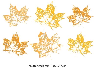 Stamp of asymmetric maple leaf, isolated on white background. Autumn foliage, vector colored illustration. Set with stamp leaves. Vector illustration.