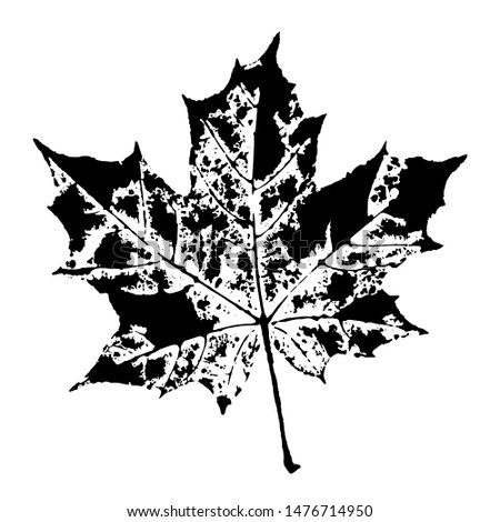 Stamp of asymmetric maple leaf, isolated on white background. Natural ink imprint of autumn leaf with streaks and texture. Overlay template. Vector illustration
