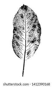 Stamp of autumn apple leaf. Ink imprint of leaf with texture, isolated on white. Overlay template. Vector illustration