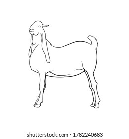 stand goat Beetal  line art drawing animal