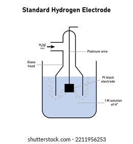 Standard hydrogen electrode diagram. Scientific vector illustration isolated on white background.