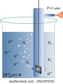 Standard hydrogen electrode (reference electrode)