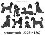 Standard poodle clipart. Different poses, coat colors set.  Vector illustration