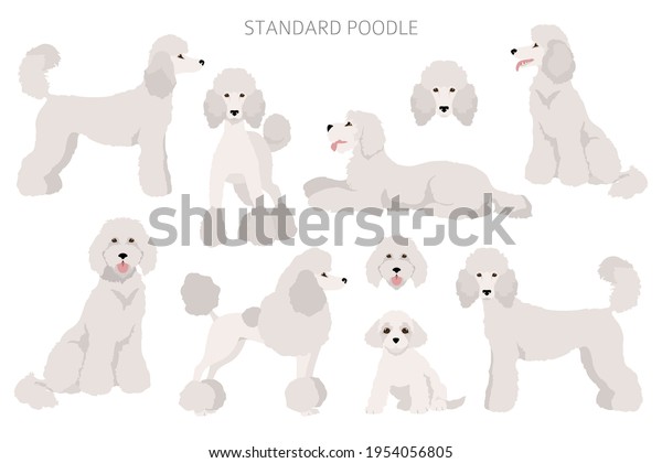 Standard Poodle Clipart Different Poses Coat: เวกเตอร์สต็อก (ปลอดค่า ...