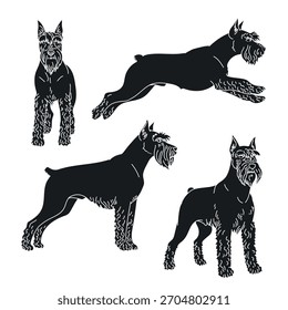 Schnauzer estándar. Vector dibujado a mano ilustraciones sobre fondo blanco