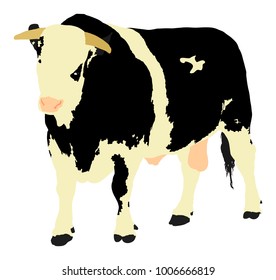 Standing adult bull vector illustration isolated on white background. Holstein Friesian cow. Breeding bull.  quality genetic material for insemination.