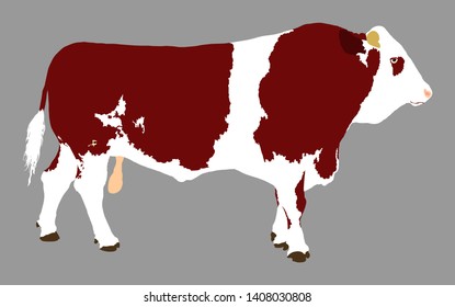 Standing adult bull vector illustration isolated on gray background. Simmentaler Fleckvieh. Simmental cow. Breeding bull.  quality genetic material for insemination. Domestic animal