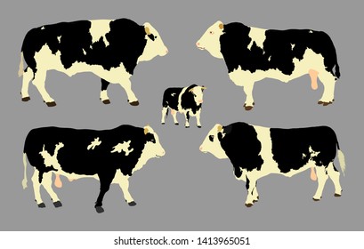 Standing adult bull vector illustration isolated on gray background. Holstein Friesian cow. Breeding bull.  quality genetic material for insemination. Domestic animal, organic food.