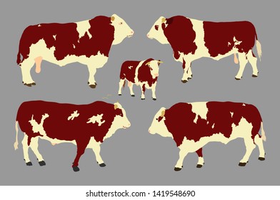 Standing adult bull vector illustration isolated on gray background. Simmentaler Fleckvieh. Simmental cow. Breeding bull.  quality genetic material for insemination.