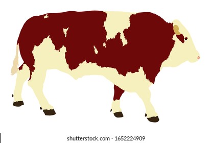 Standing adult bull vector illustration isolated on white background. Simmentaler Fleckvieh. Simmental cow. Breeding bull.  quality genetic material for insemination. Organic food. 