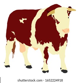 Standing adult bull vector illustration isolated on white background. Simmentaler Fleckvieh. Simmental cow. Breeding bull.  quality genetic material for insemination. Organic food. 