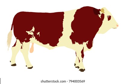 Standing adult bull vector illustration isolated on white background. Simmentaler Fleckvieh. Simmental cow. Breeding bull.  quality genetic material for insemination.