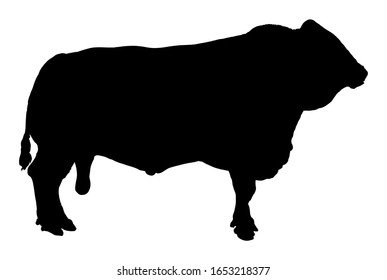 Standing adult bull vector silhouette illustration isolated on white background. Simmentaler Fleckvieh. Simmental cow. Breeding bull.  quality genetic material for insemination. Organic food. 