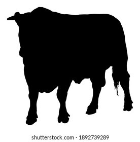 Standing adult bull vector silhouette illustration isolated on white background. Simmental cow. Breeding bull.  quality genetic material for insemination. Organic food. 