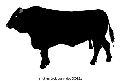 Standing adult bull vector silhouette illustration isolated on white background. Breeding bull.  quality genetic material for insemination.