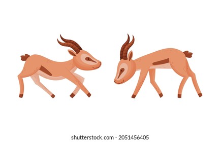 Standing African Gazelle as Fawn-colored Antelope Species with Curved Horn Vector Set