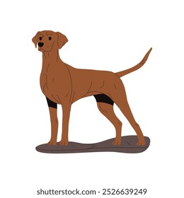 Clipart de foxhound americano de pie. Ilustración vectorial de pose de perro de caza. Firme con la raza canina de la caza. Imagen de pedigrí animal. Tarjeta de mamífero o animal. Mascota perrito o símbolo perrito. Cinología, zoología