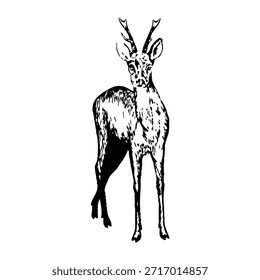 A standing antelope illustration viewed from the front in a simple white background