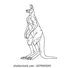 Standing Australian male kangaroo. Vector illustration with contour lines in black ink isolated on a white background in cartoon and hand-drawn style.