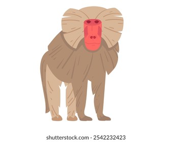 Standing baboon with a red face and fur details, facing forward. Perfect for zoo themes, educational content, and nature illustrations. Vector illustration isolated on white background.