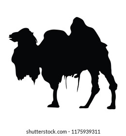 Standing bactrian camel vector (Camelus bactrianus). Isolated on white black shilouette. Camel silhouette vector.