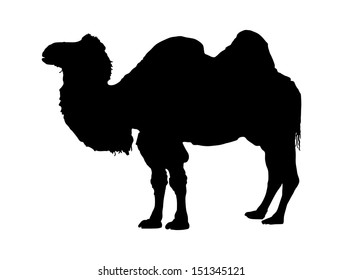 Standing bactrian camel vector (Camelus bactrianus). Isolated on white black shilouette. Camel silhouette vector.