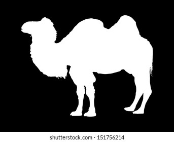 Standing bactrian camel vector (Camelus bactrianus). Isolated on  black white silhouette. 