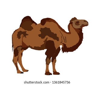 Standing Bactrian camel vector isolated on white. Camel  vector illustration. (Camelus bactrianus)