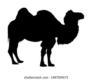 Standing Bactrian camel vector silhouette illustration isolated on white. Camel  shape shadow. Camelus bactrianus. Desert animal from Africa and Asia.